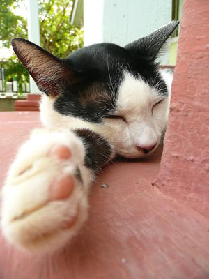 Tuxedo - Domestic Short Hair Cat