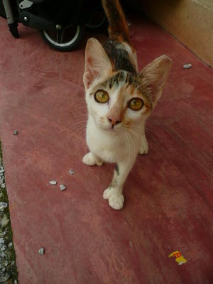 Tom - Extra-Toes Cat (Hemingway Polydactyl) Cat