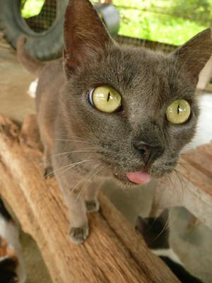 Blue - Russian Blue Cat