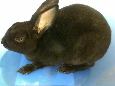 Mini Rex ( Doe) 2 - Mini Rex Rabbit