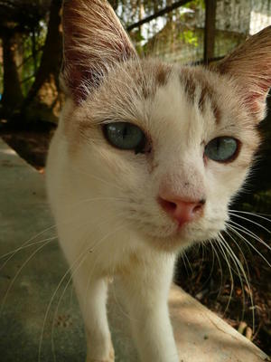 Tiga - Domestic Short Hair Cat