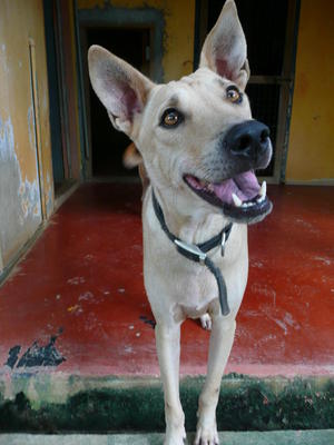 Brownie - Mixed Breed Dog