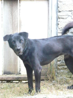 Baby - Labrador Retriever Mix Dog