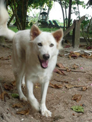 Frosty - Mixed Breed Dog