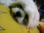 Bobo - Shih Tzu Dog