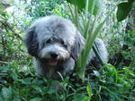 Titi - Shih Tzu + Poodle Dog