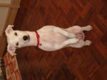 Pixie - Jack Russell Terrier Dog