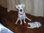 Pixie - Jack Russell Terrier Dog