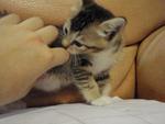Dorothy - Domestic Short Hair Cat