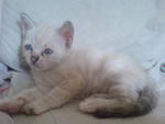 Putri Kysara - Domestic Short Hair Cat