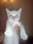 Putri Kysara - Domestic Short Hair Cat