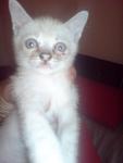 Putri Kysara - Domestic Short Hair Cat