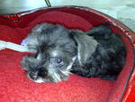 Jacky - Schnauzer Dog