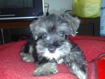 Jacky - Schnauzer Dog