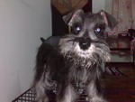 Jacky - Schnauzer Dog