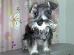 Jacky - Schnauzer Dog