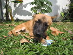 Yumi - German Shepherd Dog Mix Dog