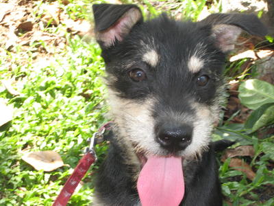 Pepper - Terrier + Schnauzer Dog