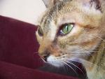 ~nikki~ - Tabby + Domestic Short Hair Cat