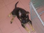 Puppy - German Shepherd Dog Dog