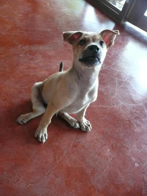 Puppies - Mixed Breed Dog