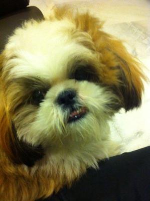 Abby - Shih Tzu Dog