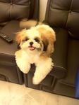 Abby - Shih Tzu Dog