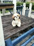 Abby - Shih Tzu Dog