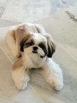 Abby - Shih Tzu Dog