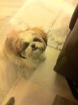 Abby - Shih Tzu Dog