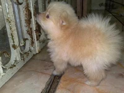 Pomeranian - Pomeranian Dog