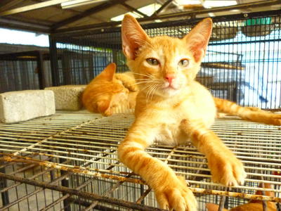 Upin And Ipin - Domestic Short Hair Cat