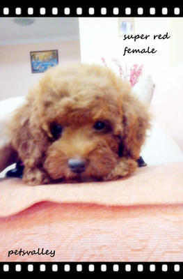 Super Red Poodle For Sale..。 - Poodle Dog