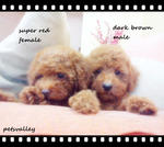 Super Red Poodle For Sale..。 - Poodle Dog