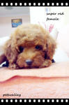 Super Red Poodle For Sale..。 - Poodle Dog