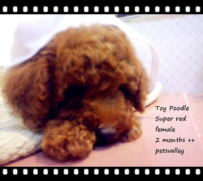 Female Super Red Toy Poodle.. - Poodle Dog