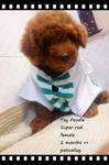 Female Super Red Toy Poodle.. - Poodle Dog