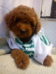 Female Super Red Toy Poodle.. - Poodle Dog