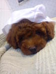 Female Super Red Toy Poodle.. - Poodle Dog