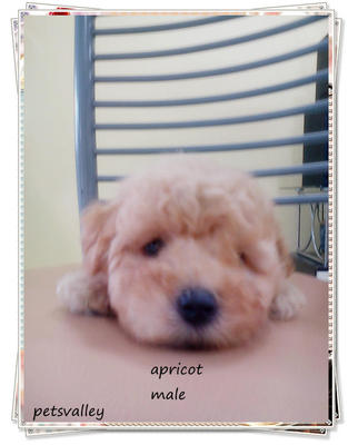 Cutez Apricot Poodle!!! Small Size  - Poodle Dog