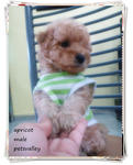 Cutez Apricot Poodle!!! Small Size  - Poodle Dog