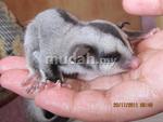 sugar glider