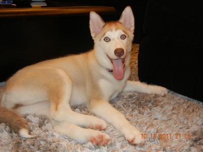 Chelsey - Siberian Husky Dog