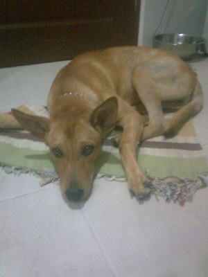 Angel Is Bright N Tame Dog - Mixed Breed Dog