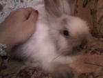 Teddybear Rabbit - Angora Rabbit Rabbit