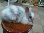 Teddybear Rabbit - Angora Rabbit Rabbit