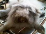 Teddybear Rabbit - Angora Rabbit Rabbit