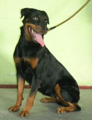 Kiki  - Rottweiler Dog