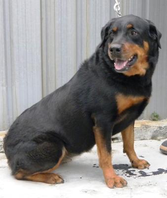 Lucky  - Rottweiler Dog