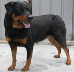 Lucky  - Rottweiler Dog